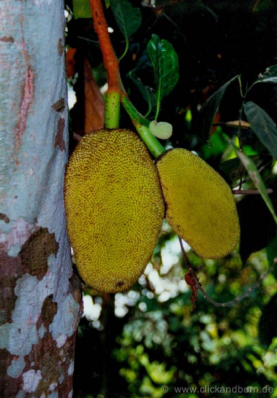 Botanischer Garten 